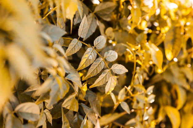 Natural vegetation texture