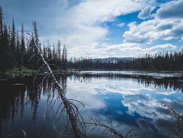 Natural view of a calm lake with the reflection of the sky and pine forest on the surface