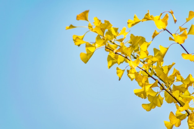 nature color parkland gingko forest