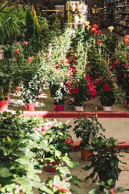 Free photo nature concept in greenhouse