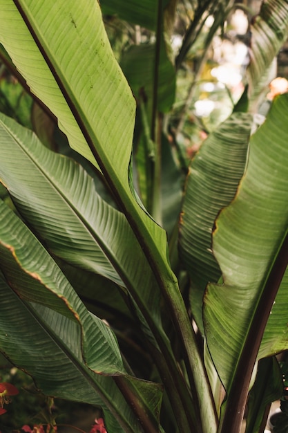 Nature concept with close up view of green leaves