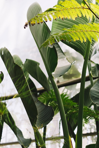 Free photo nature concept with leaves