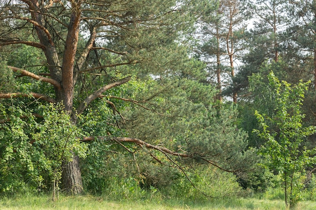 Nature in the forest, conifers and other plants