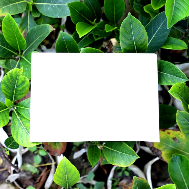 Free Photo nature garden leaves background