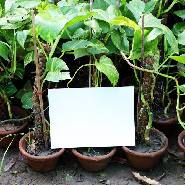 Nature Garden Leaves Background