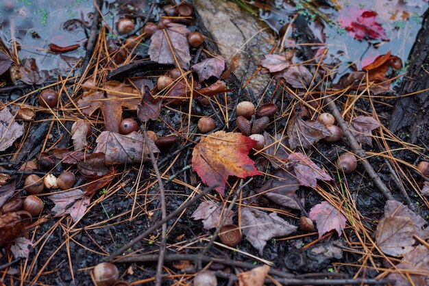 Nature landscape on an autumn day