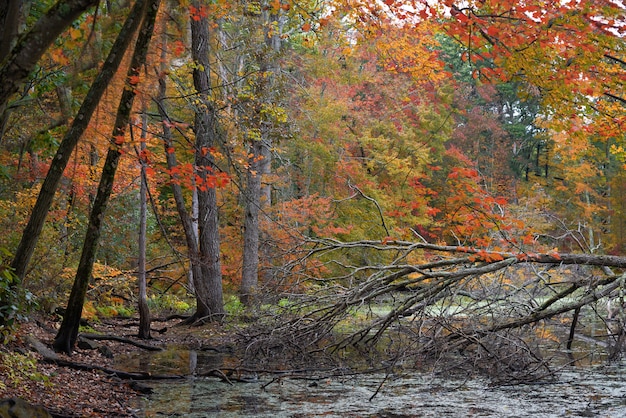 Free photo nature landscape on an autumn day