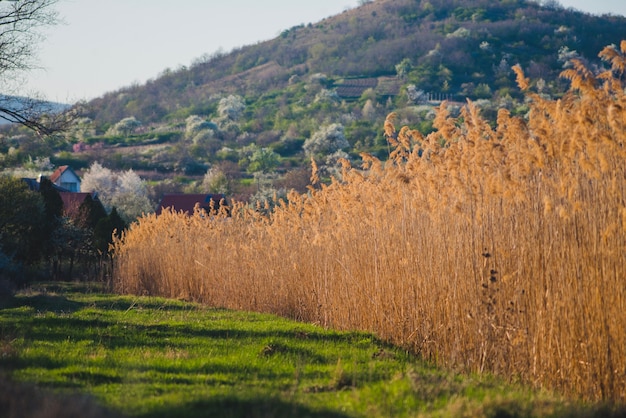 Nature scene with grass and mountain background