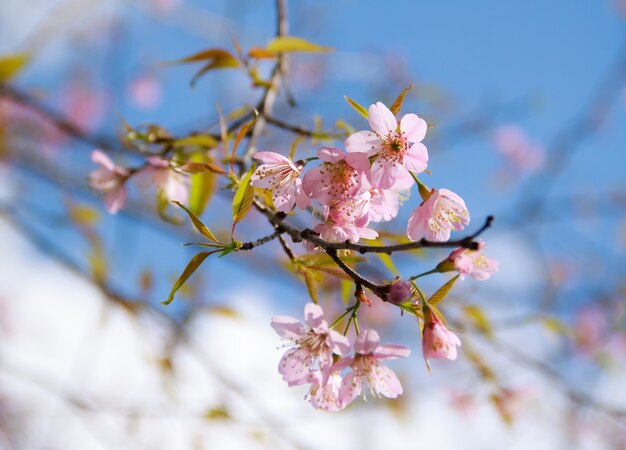 nature texture cherry segment scene