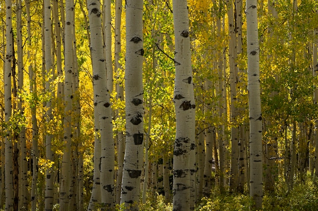 Nature view of usa flora and vegetation