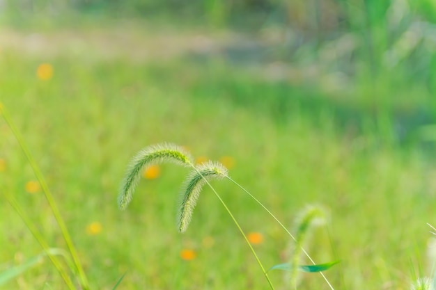 nature wet bright summer field