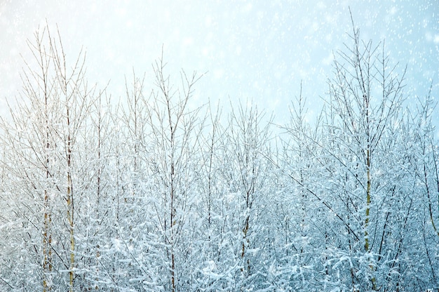 Free photo nature winter background.