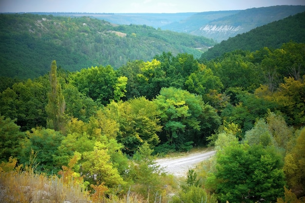 Nature with green forest and blue sky