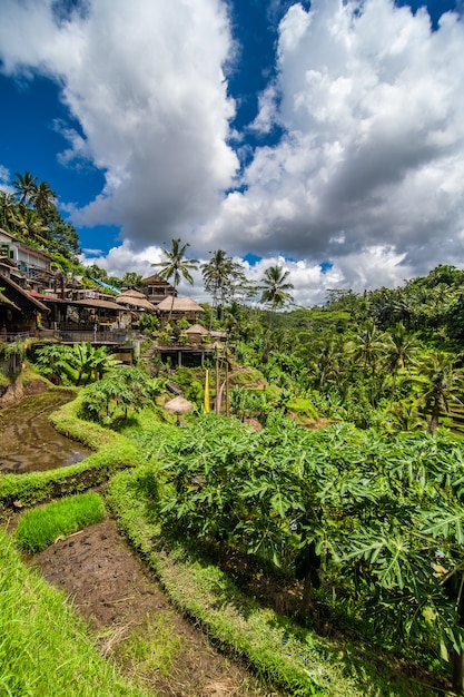 Near the cultural village of Ubud is an area known as Tegallalang that boasts the most dramatic terraced rice fields in all of Bali.