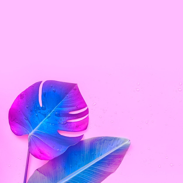 Neon tropical palm tree leaf on a pink background The place is empty on the photo for your text Vibrant minimal fashion concept