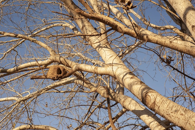 Free photo nest of a rufous hornero bird on a silver poplar tree