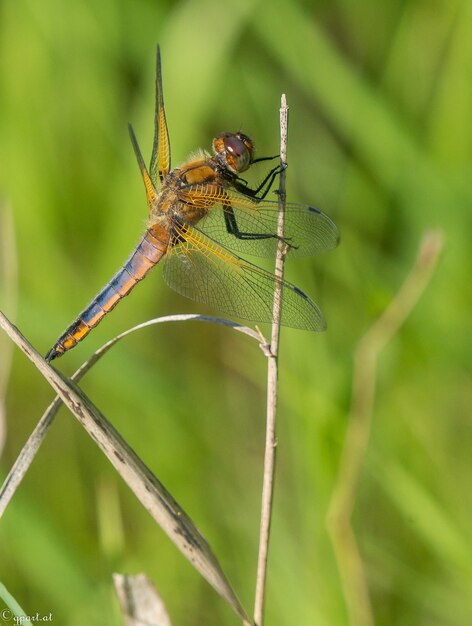 Net-winged insect sitting on a branch of grass