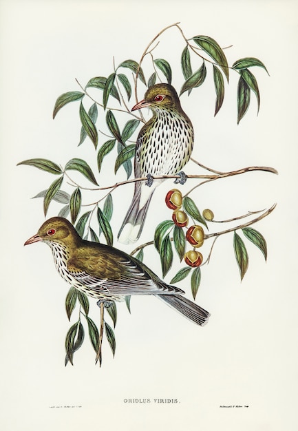 Free Photo new south wales oriole (oriolus viridis) illustrated by elizabeth gould 