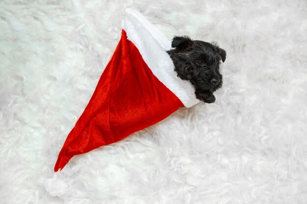 New Year's gift. Scottish terrier puppy in Santa's cap. Cute black doggy or pet playing with Christmas decoration. Looks cute. Studio photoshot. Concept of holidays, festive time, winter mood.