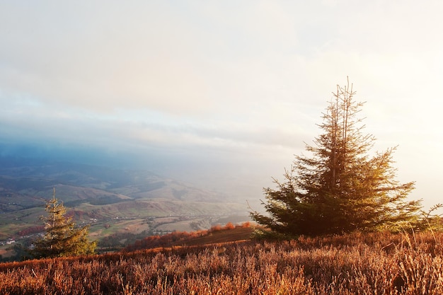 New year tree with frost at majestic sunrise in the mountains landscape