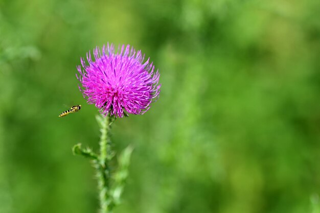 Nice colored thistle with blurred natural background