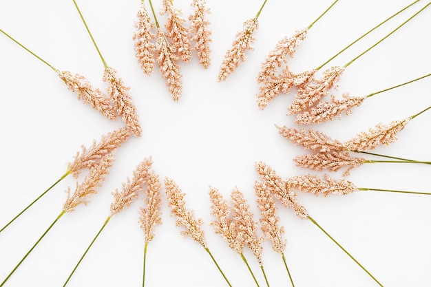 Nice composition made with wheat leaves on white background