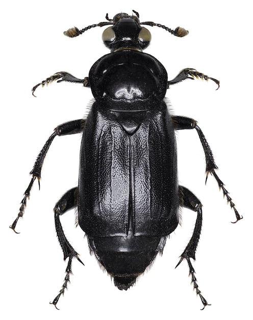 Free Photo nicrophorus humator beetle specimen