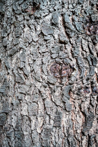 nobody wood grungy plank blank