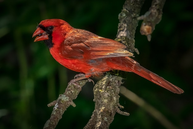 Northern Cardinal (Cardinalis cardinalis