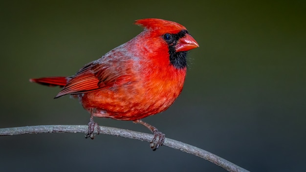 Northern Cardinal