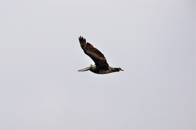 Northern gannet seabird flying under the clear sky