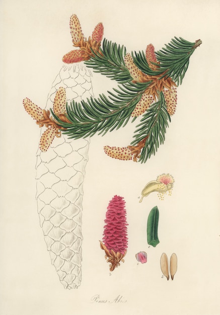 Free Photo norway spruce (pinus abies) illustration from medical botany (1836) 