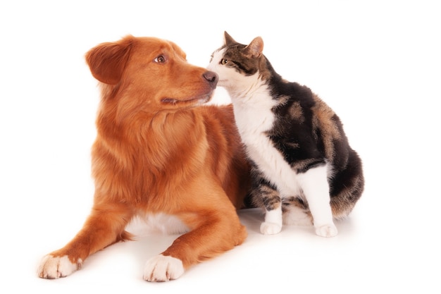 Nova Scotia cat and a Retriever dog playing funnily on white surface