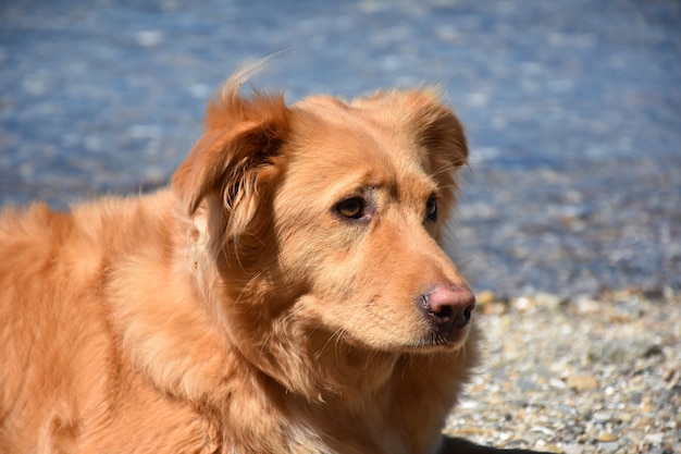 Nova Scotia duck tolling retriever dog resting on the beach.