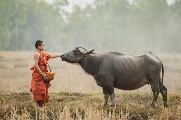 A novice walks and there are buffaloes in the meadow.