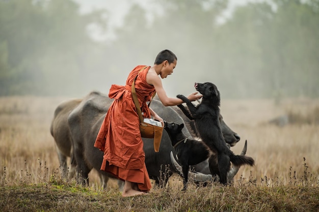 A novice walks with a buffalo and a dog in the meadow.