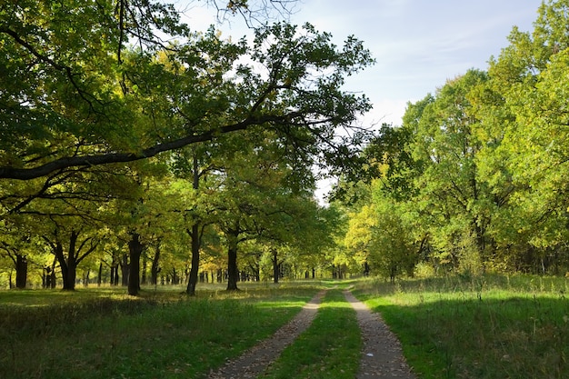 Free Photo oak grove in summer