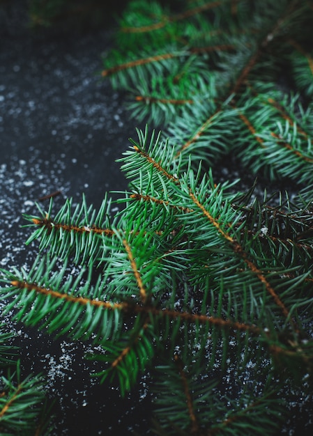 Oak tree branches on black background