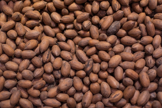 Oak tree cones in the grocery stock