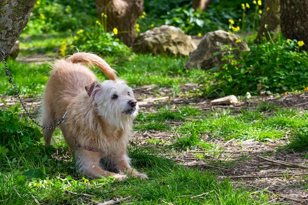 Free photo obedient beige dog waiting for its owner eagerly in the maltese countryside.