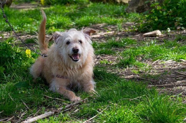 Obedient beige dog waiting for its owner eagerly in the Maltese countryside.