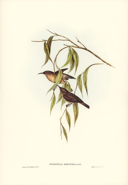 Free Photo obscure honey-eater (myzomela obscura) illustrated by elizabeth gould