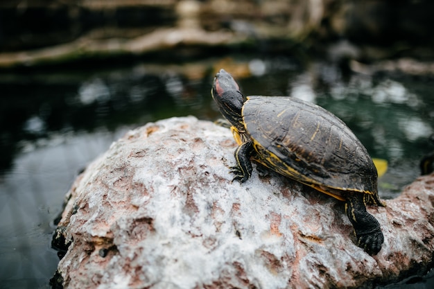 Free Photo ocean turtle