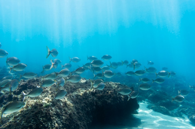 Ocean view under the water