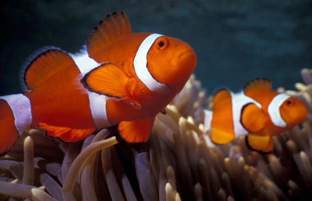 Free photo ocellaris clownfishes among coral reefs