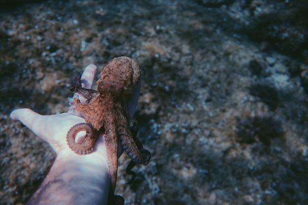 Free photo octopus on the palm of a man underwater