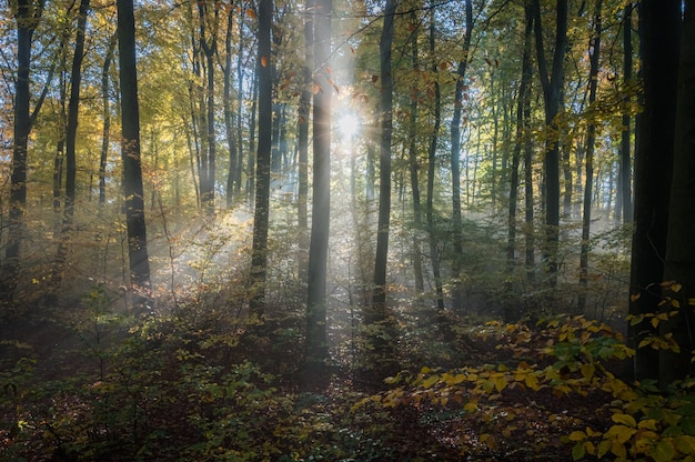 Odenwald on a foggy Morning