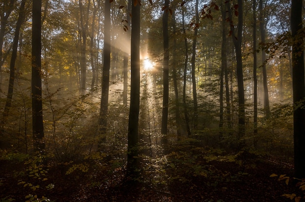 Free photo odenwald on a foggy morning