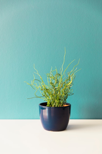 Free Photo office plant in flowerpot