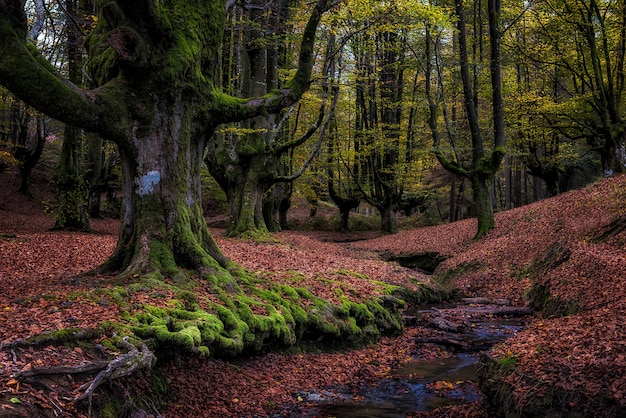 Free photo old beech forest in autunm